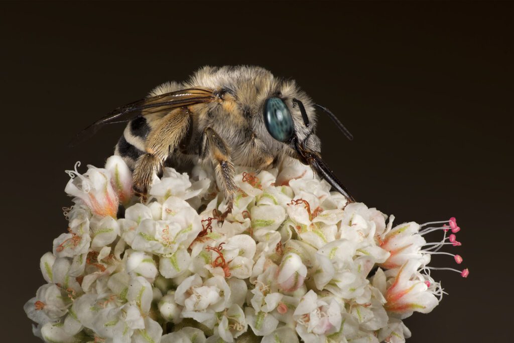 Anthophorine-Bee_FINAL Anthophorine-Bee_FINAL