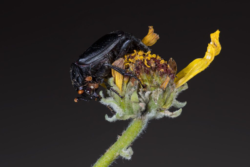 BlackBuryingBeetle_FINAL BlackBuryingBeetle_FINAL
