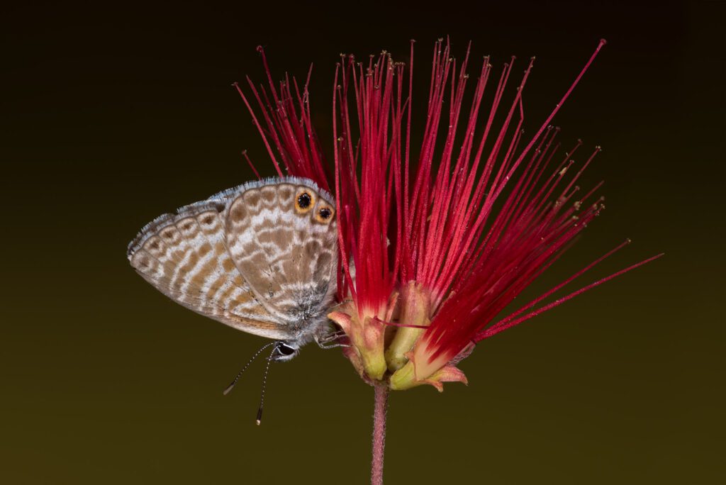 BlueButterfly_onRedFlower_FINAL BlueButterfly_onRedFlower_FINAL