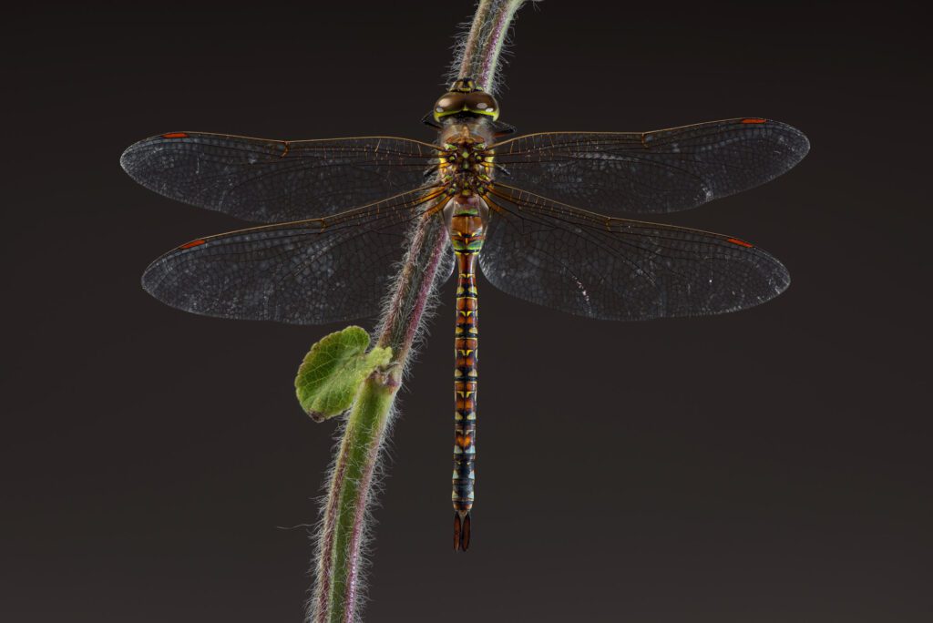 Darner_GNG_FINAL Darner_GNG_FINAL