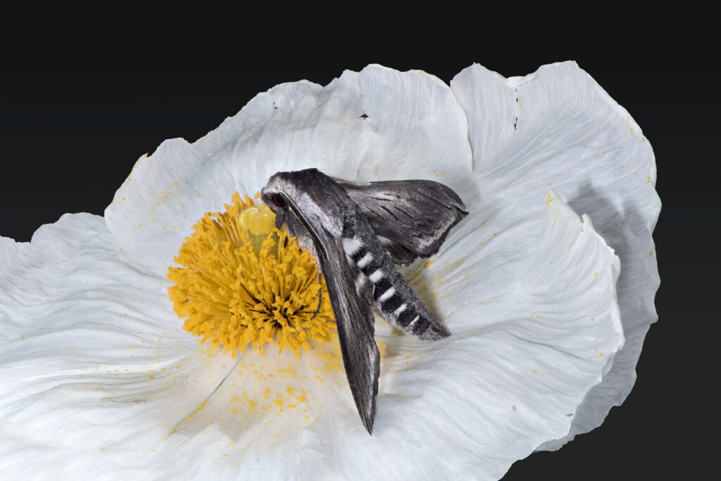 ElegantSphinxPoppy_FINAL ElegantSphinxPoppy_FINAL