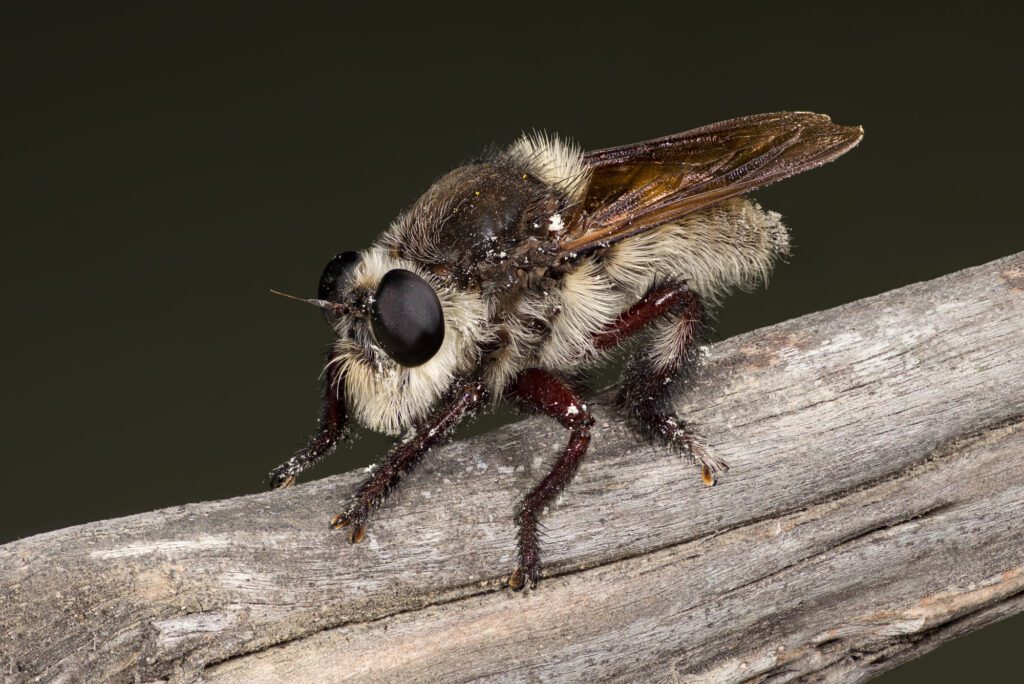 RobberFlyOnStick_FINAL RobberFlyOnStick_FINAL