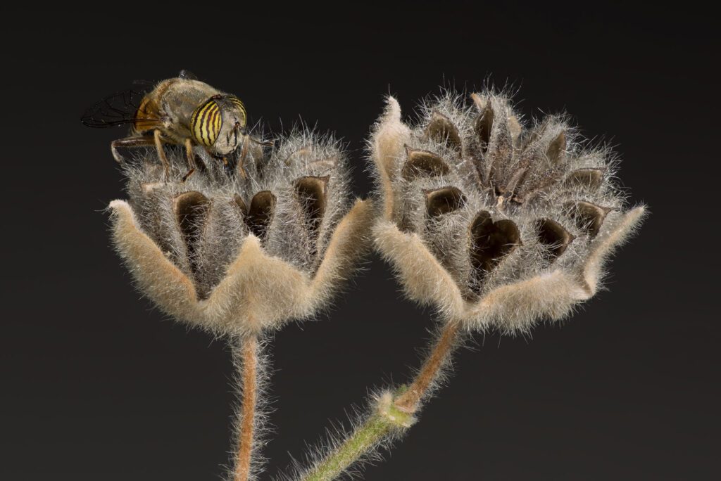 S_Fly_-EristalinusTaeniops_FINAL S_Fly_-EristalinusTaeniops_FINAL