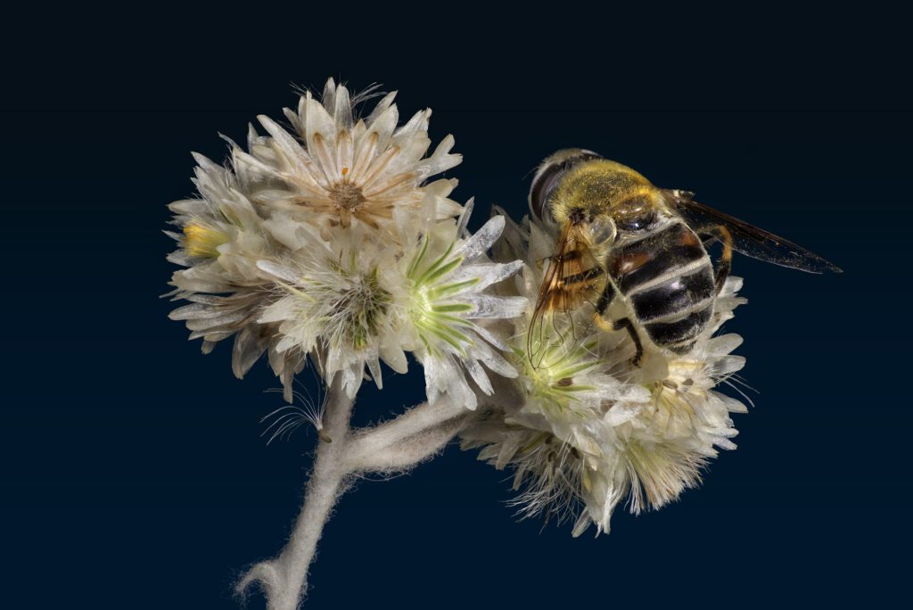 SyrphidFlyEristalisStipulator_FINAL SyrphidFlyEristalisStipulator_FINAL