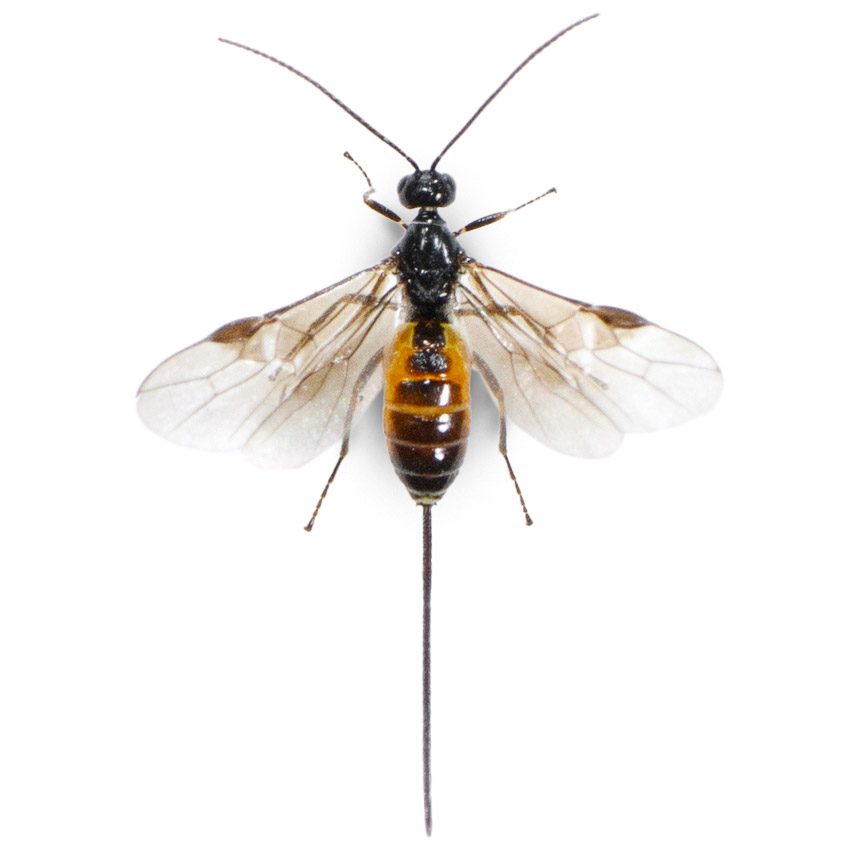 TattooWasp