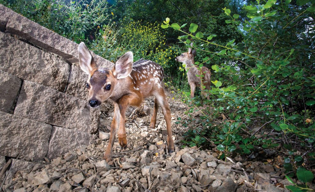 TrailCamPhotosForCarousel10 TrailCamPhotosForCarousel10