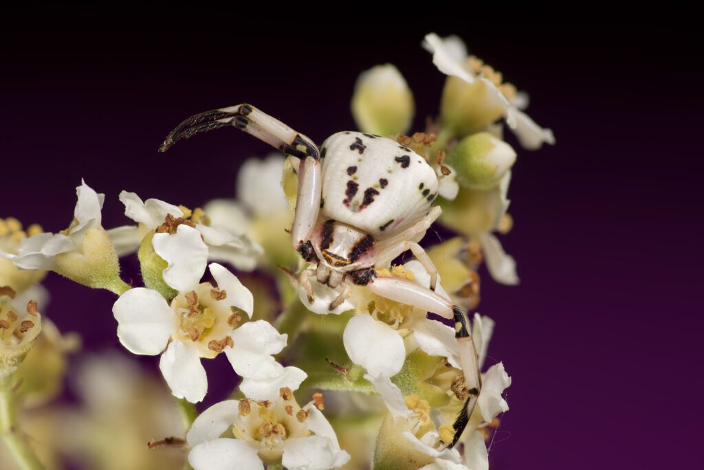 WB_CrabSpider_FINAL WB_CrabSpider_FINAL