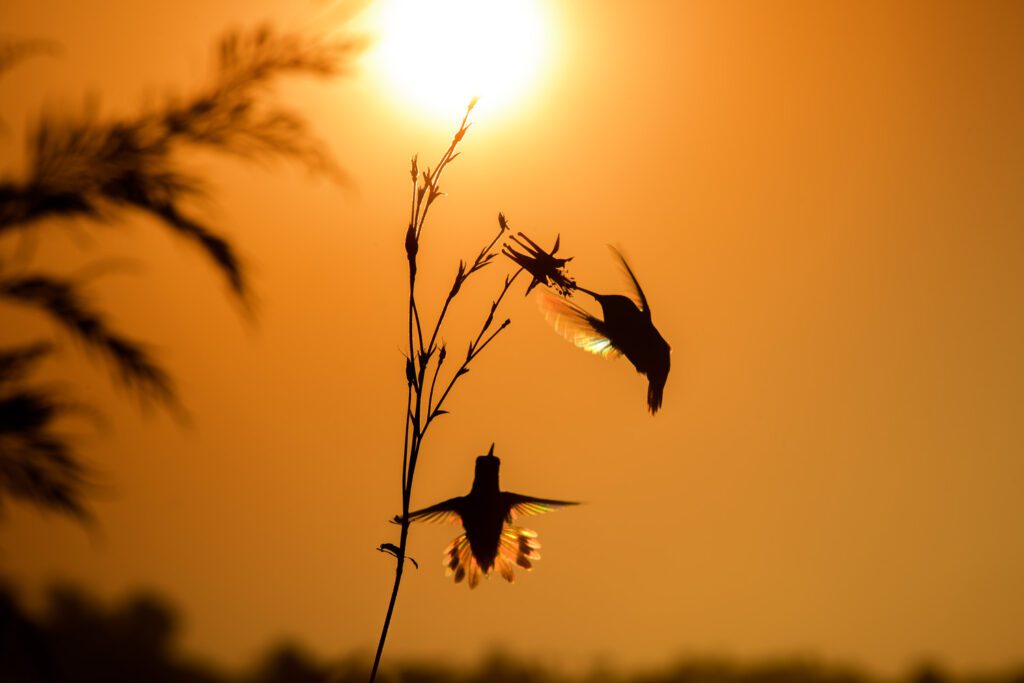 ALHU Red Sky Morning