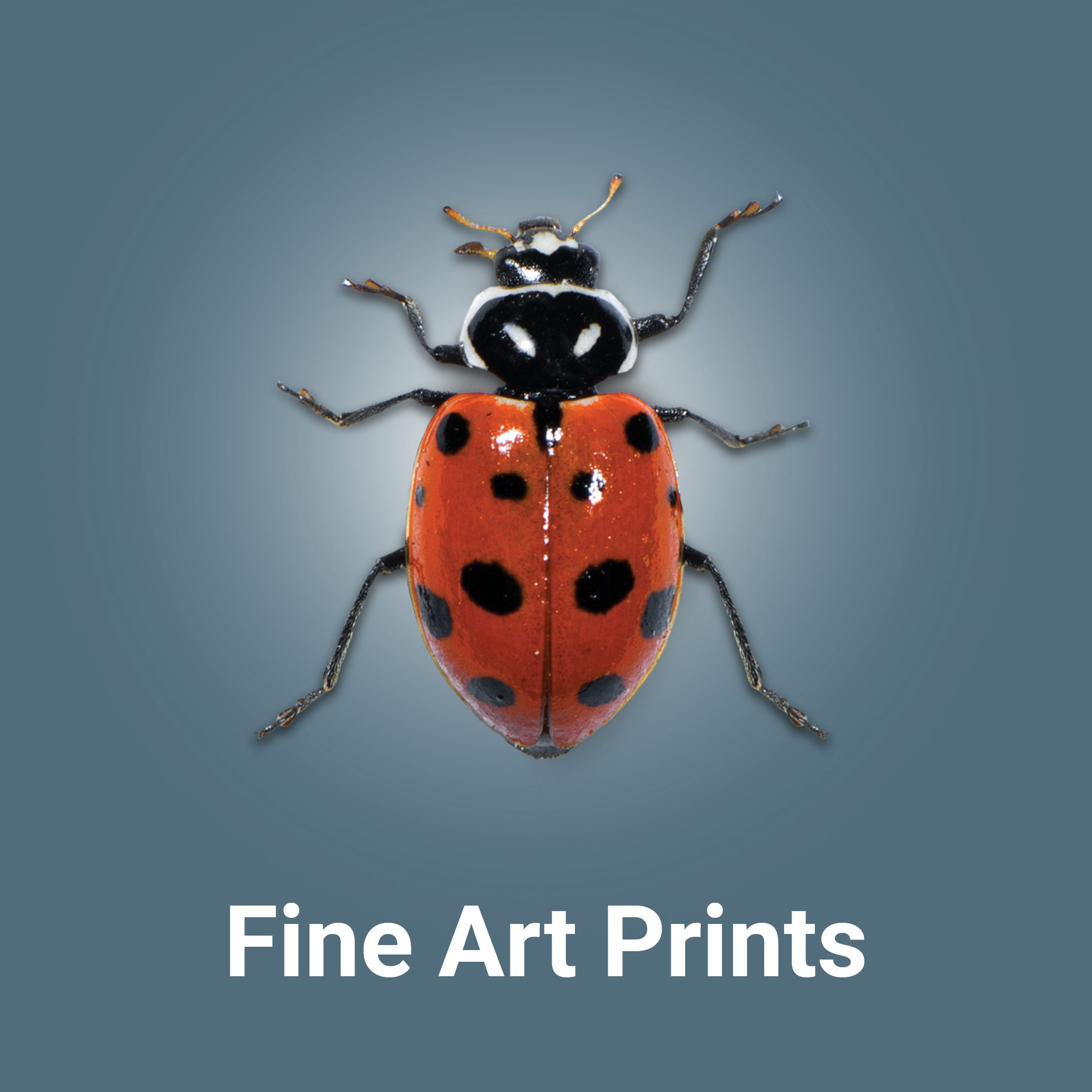 Bug_Button_Art Prints_05
