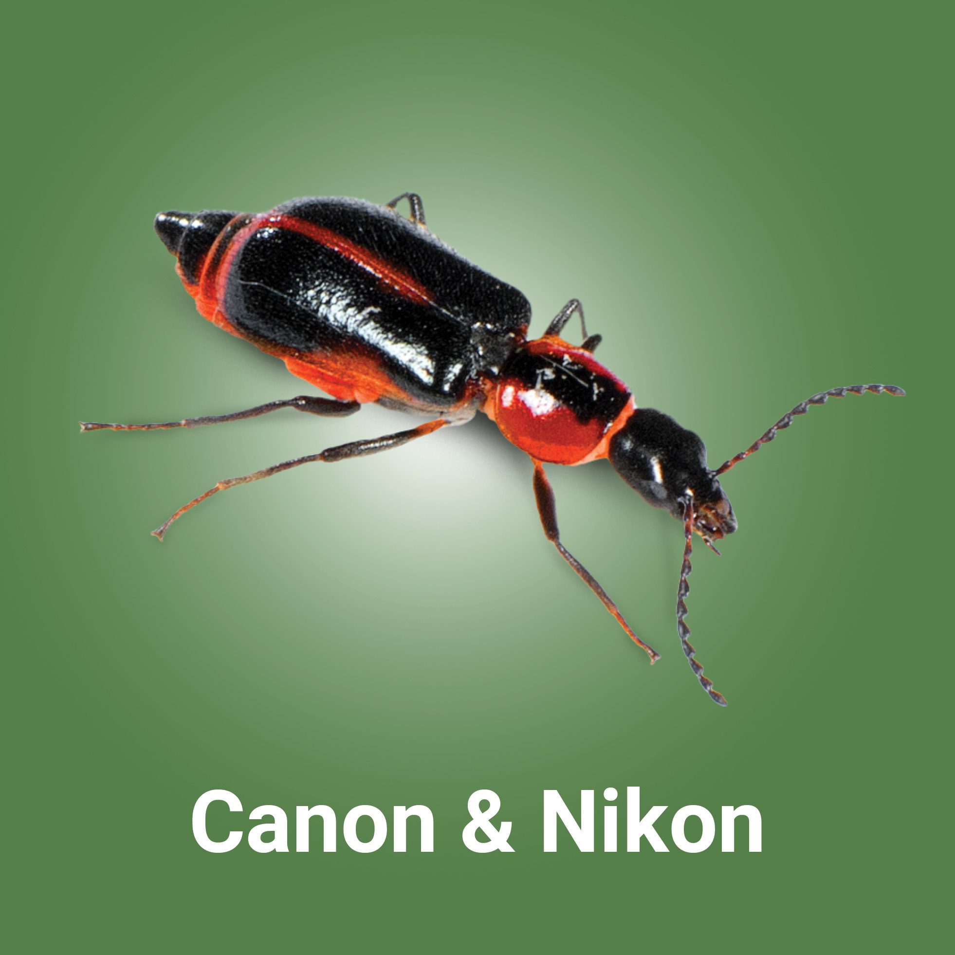 Bug_Button_Canon-Nikon_01