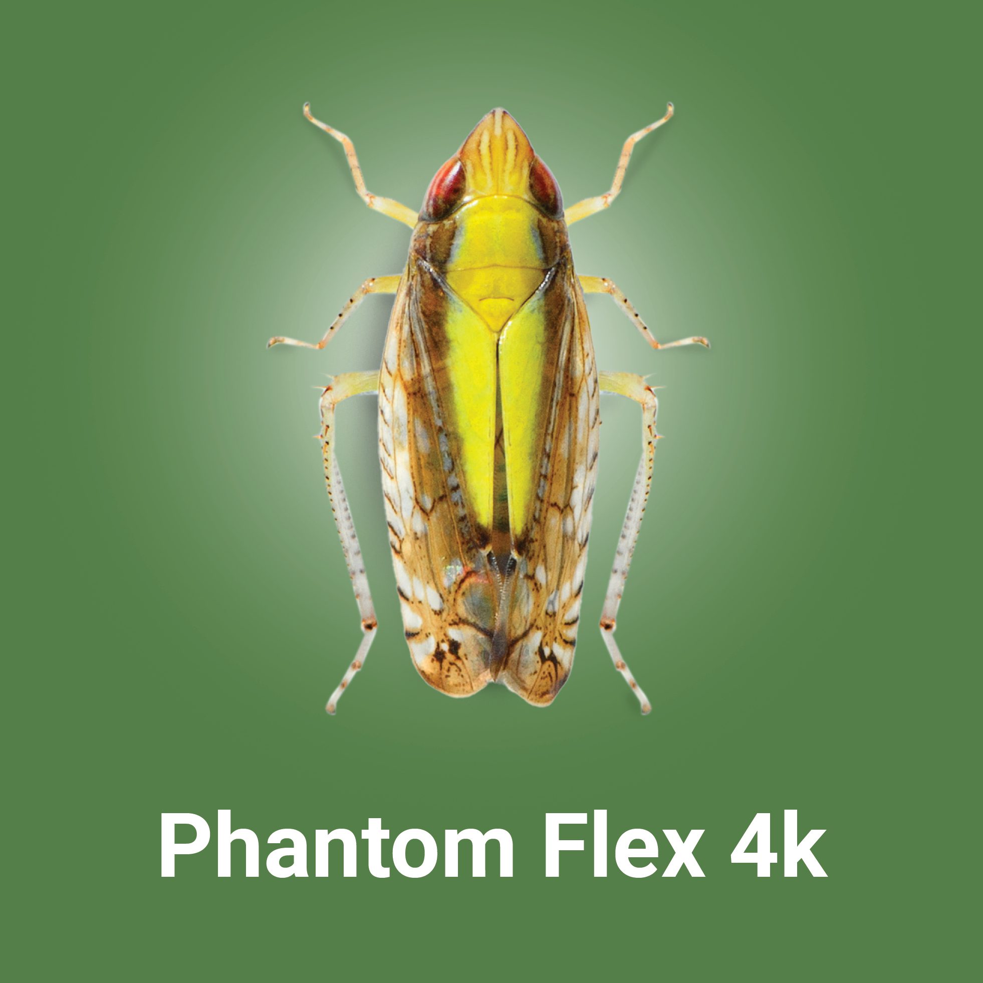 Bug_Button_Phantom_01