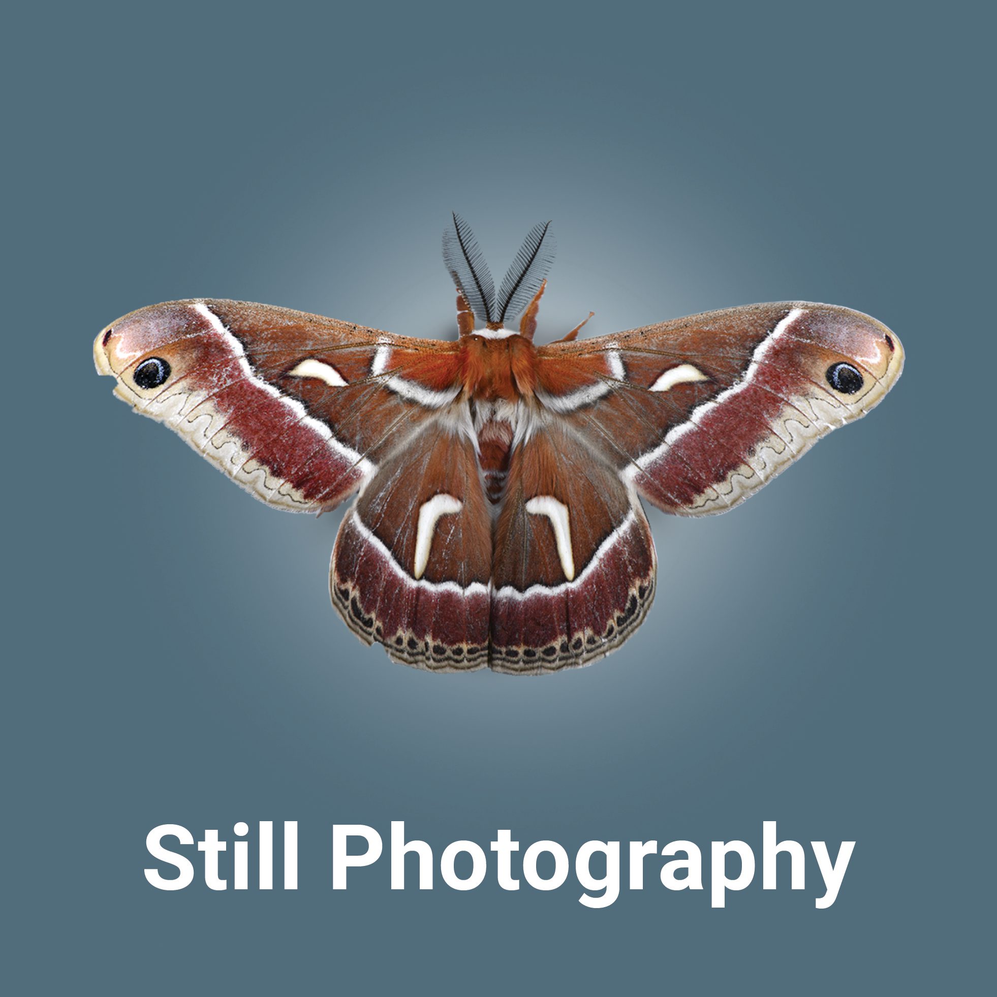 Bug_Button_Still Photography_04