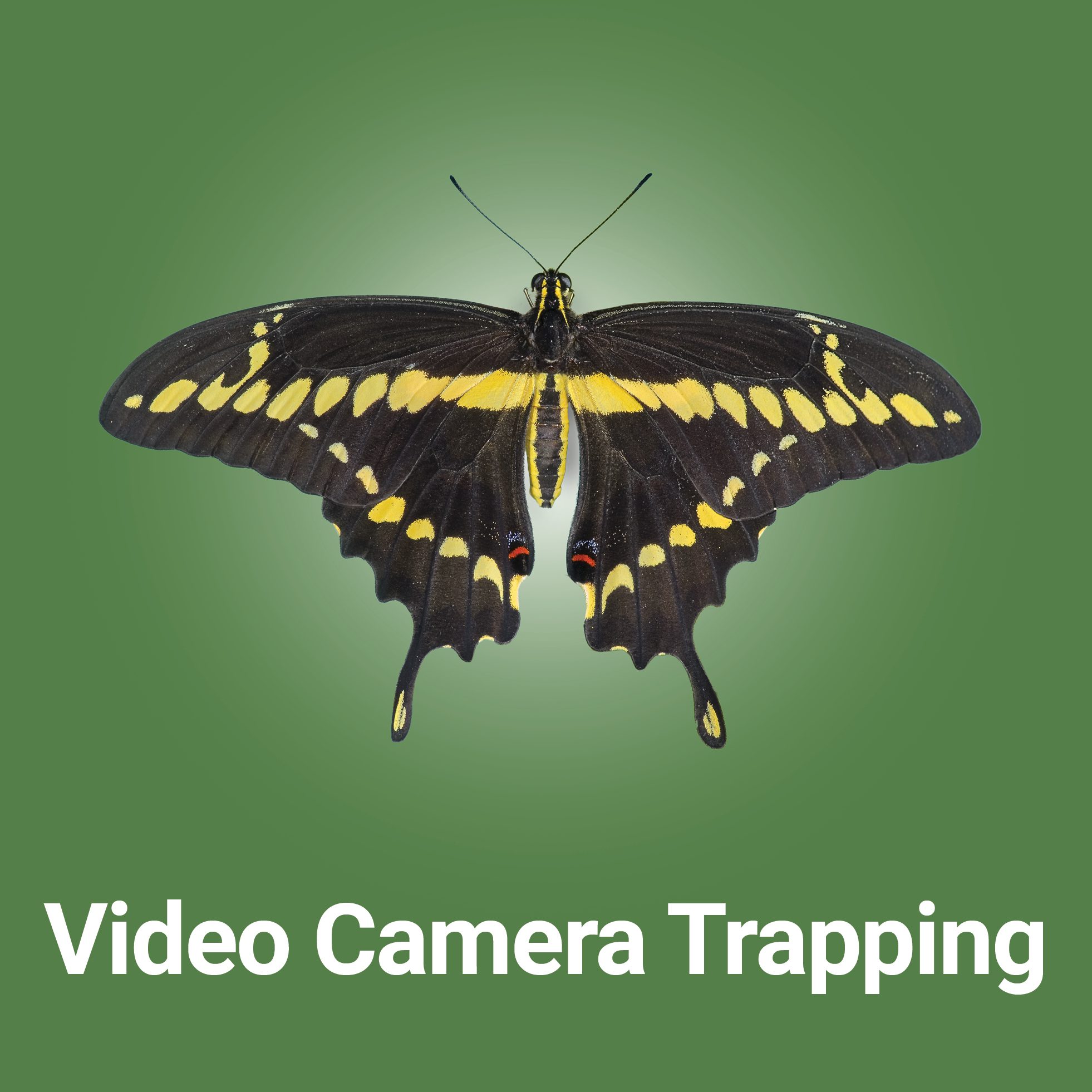 Bug_Button_VideoCameraTrapping