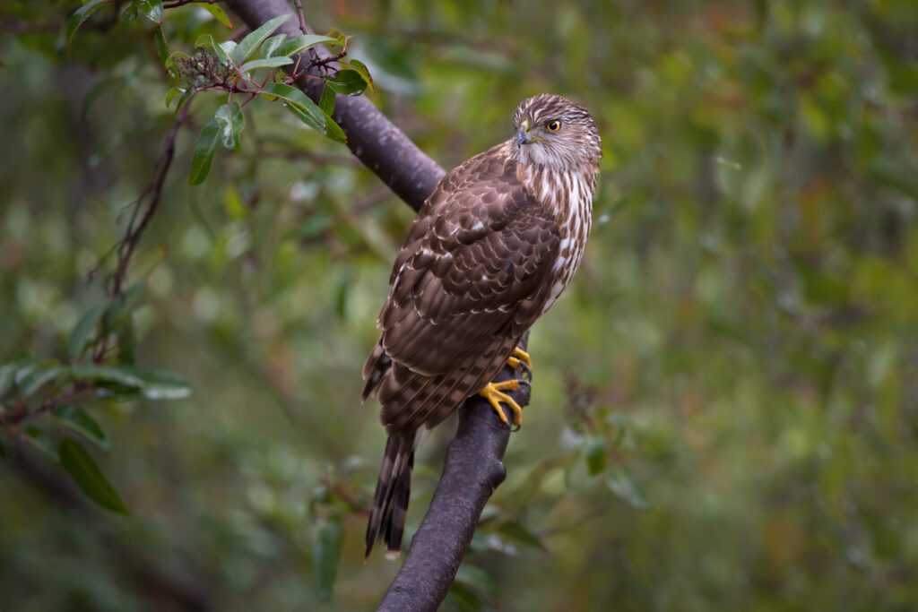 Cooper's Hawk