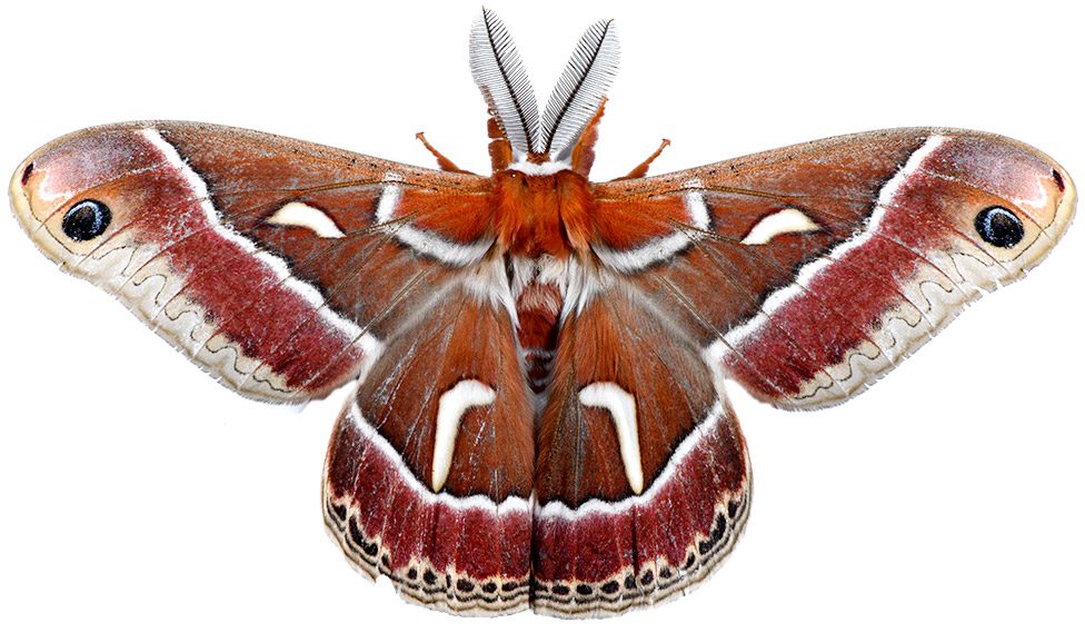Ceanothus Silk Moth
