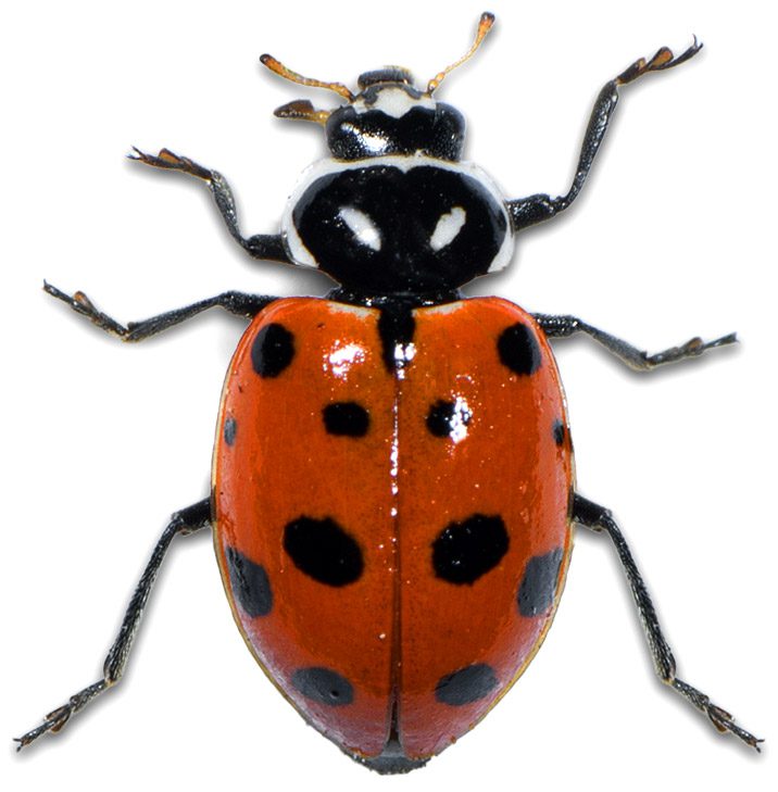 ConvergentLadyBeetle