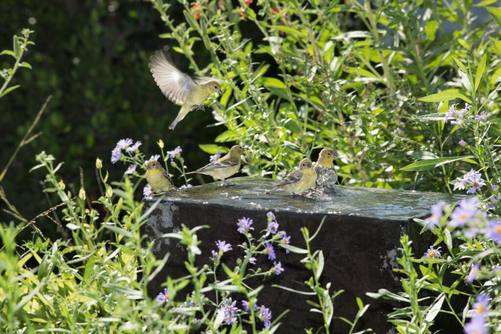 Finches at Cube Bath