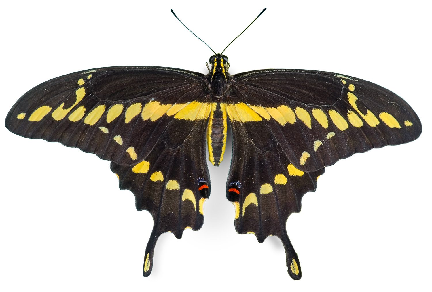 GiantSwallowtail