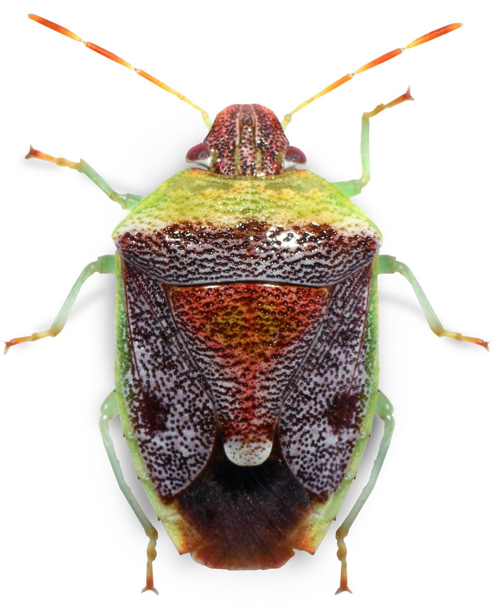 GreenBurgundyStinkBug_02