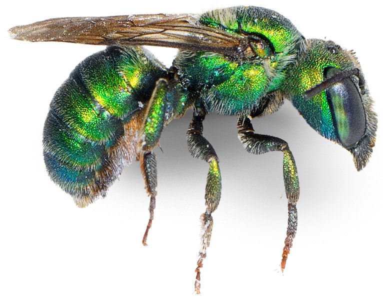 GreenMasonBee_02