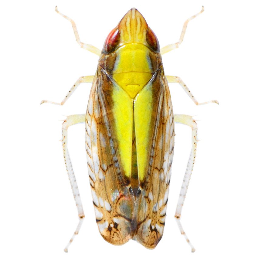 Leafhopper