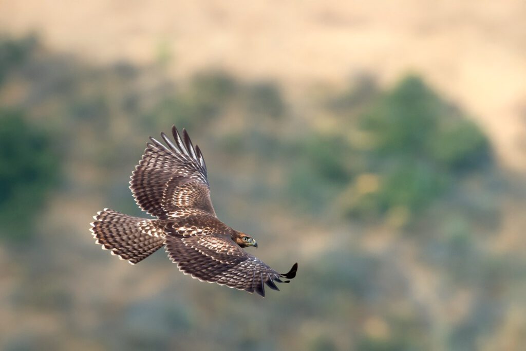 Red-tailed Hawk