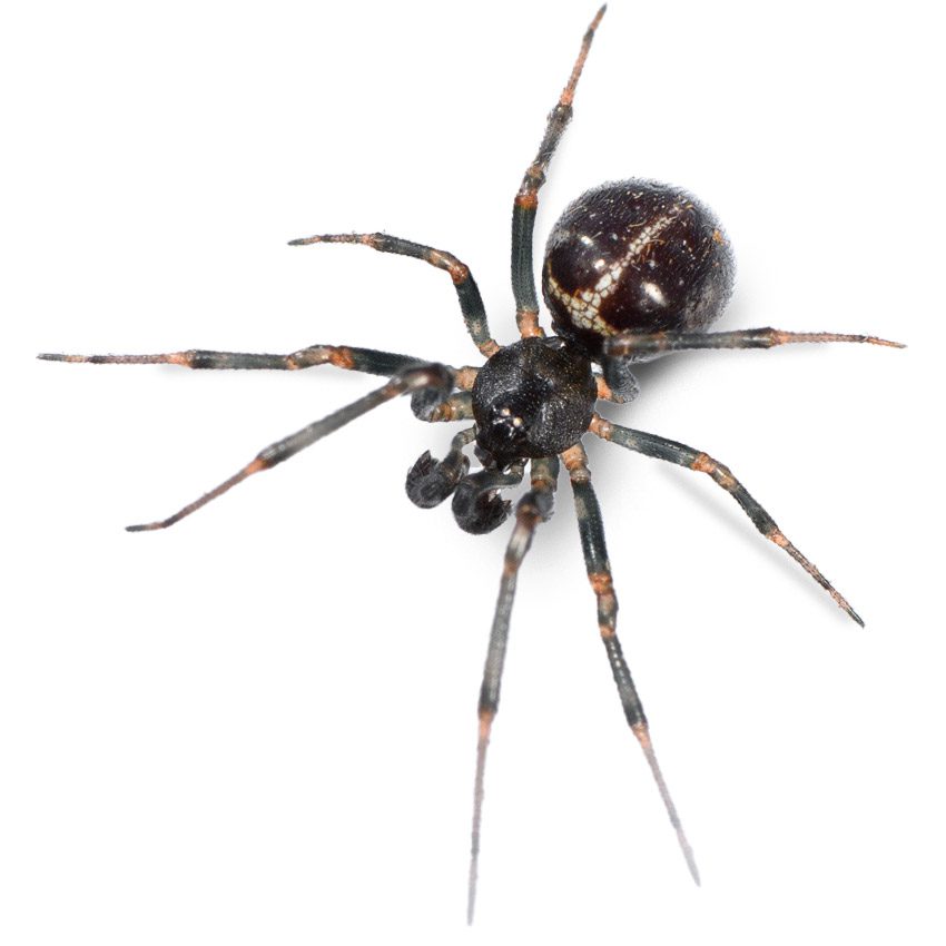 SteatodaHesperaSpider SteatodaHesperaSpider
