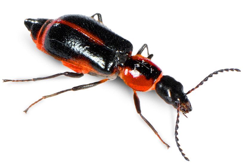 TanaopsLongiceps_Beetle