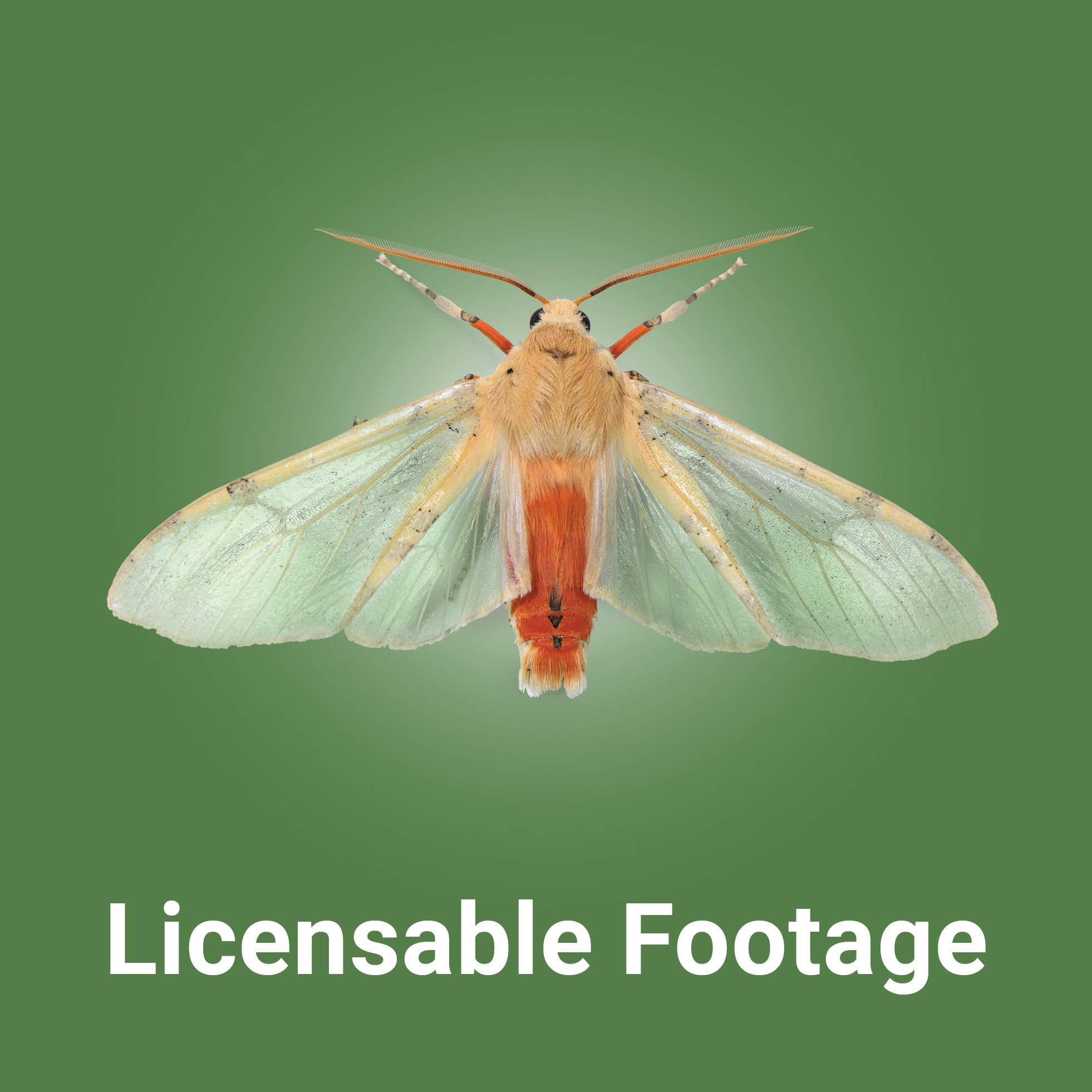 Bug_Button_Licensable Footage_02