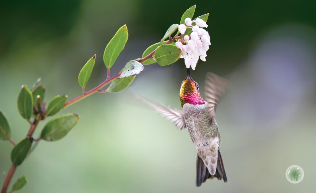 Hummingbird