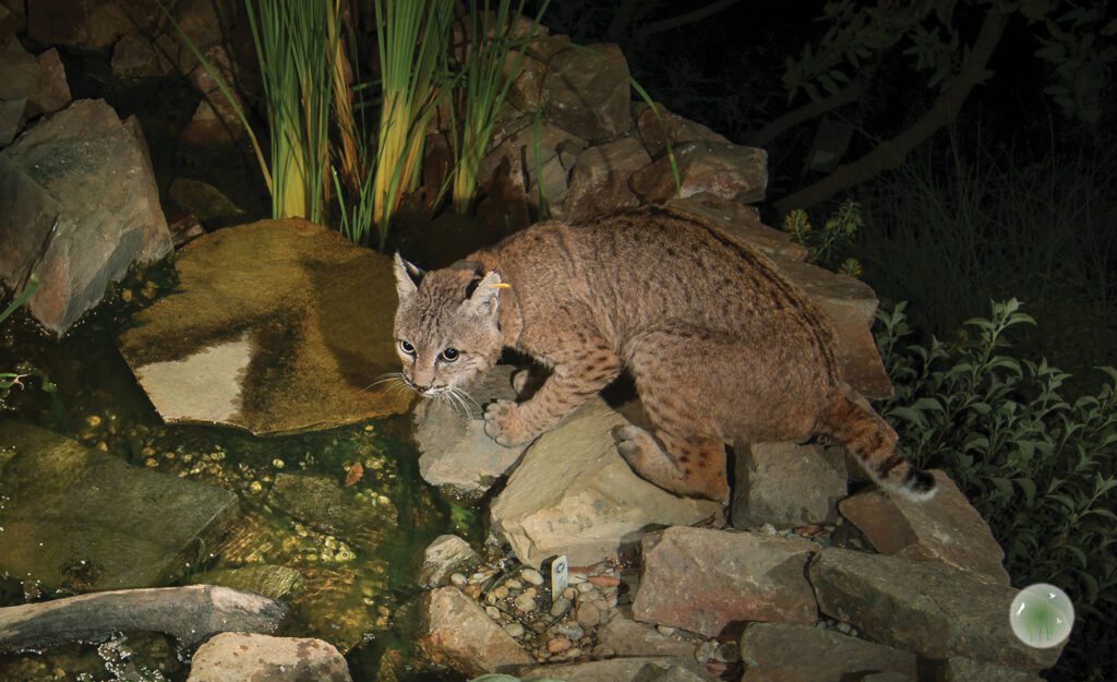 Bobcat