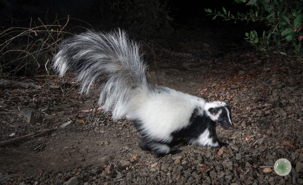 Skunk