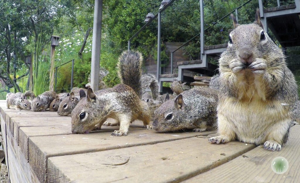 Ground squirrels